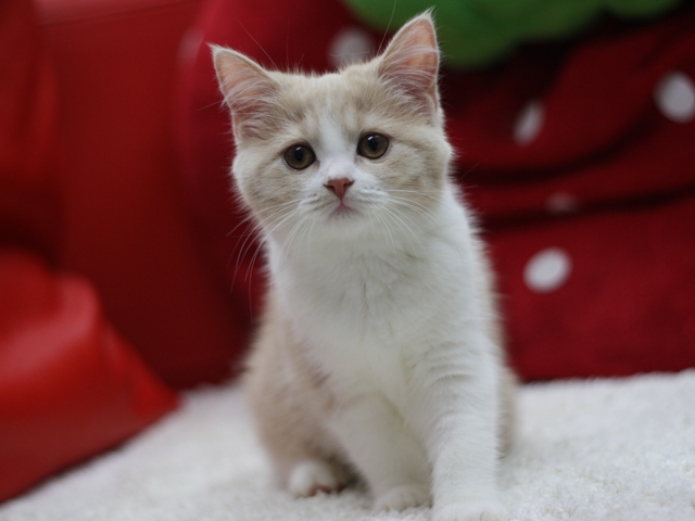 スコティッシュフォールドの子猫画像