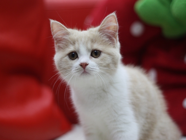 スコティッシュフォールドの子猫画像