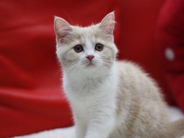スコティッシュフォールドの子猫画像