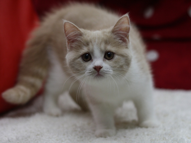 スコティッシュフォールドの子猫画像