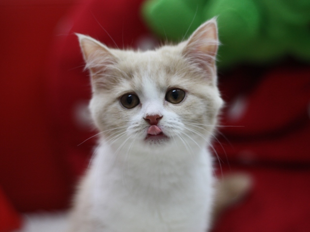 スコティッシュフォールドの子猫画像