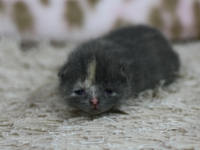 スコティッシュフォールドの子猫画像