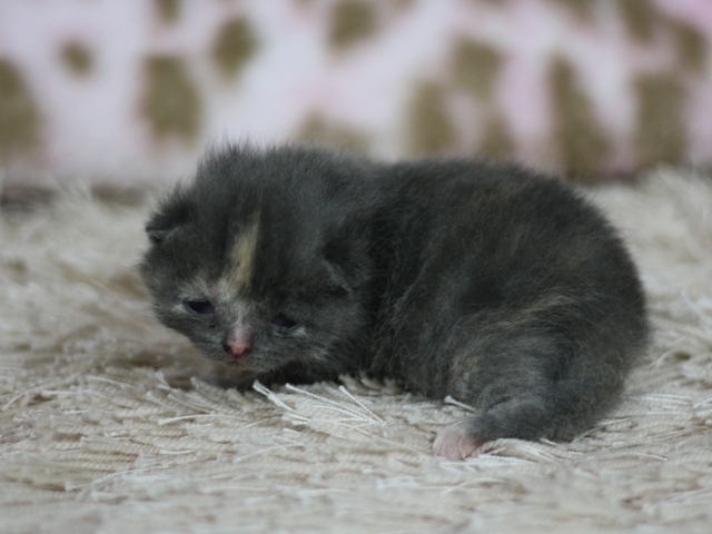スコティッシュフォールドの子猫画像