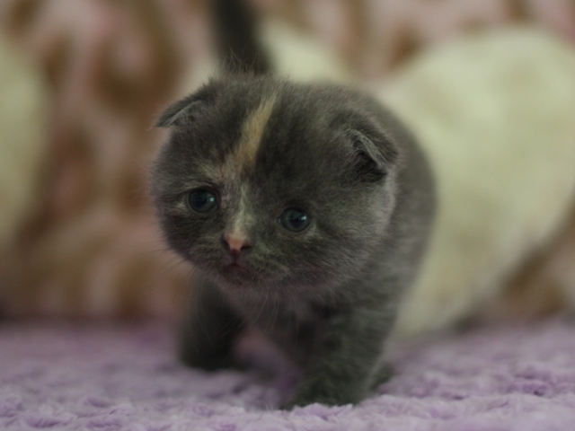 スコティッシュフォールドの子猫画像