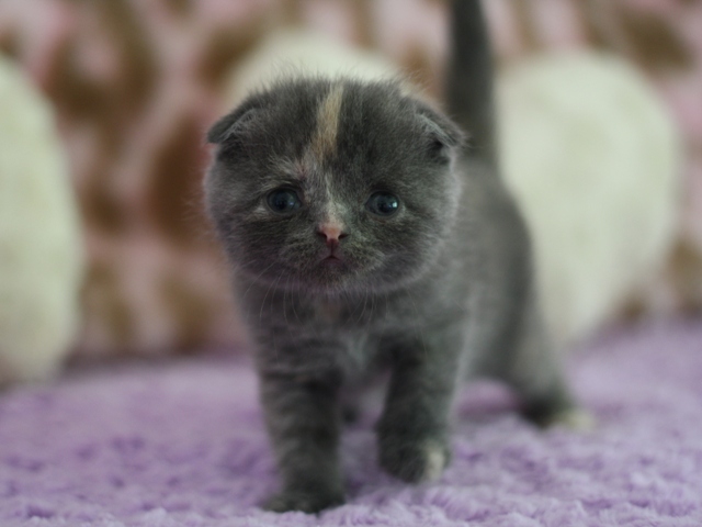 スコティッシュフォールドの子猫画像