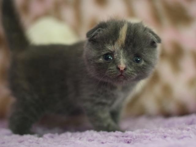 スコティッシュフォールドの子猫画像