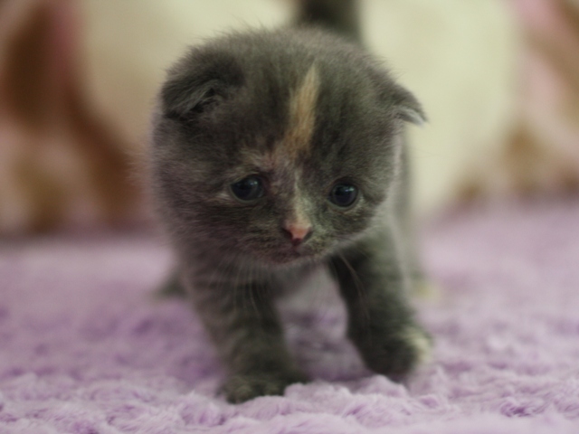 スコティッシュフォールドの子猫画像