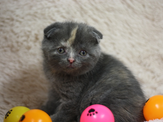 スコティッシュフォールドの子猫画像