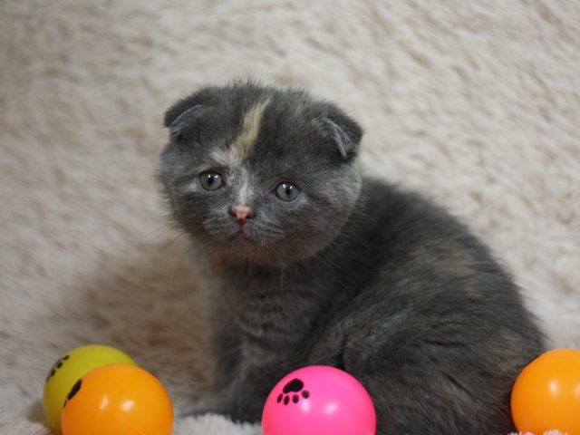 スコティッシュフォールドの子猫画像
