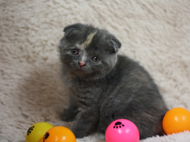 スコティッシュフォールドの子猫画像