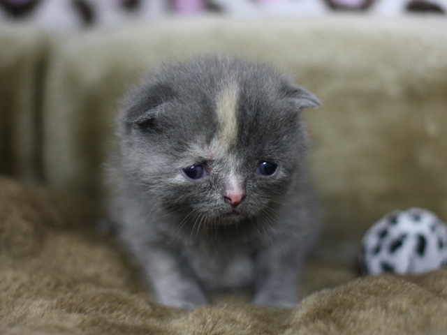 スコティッシュフォールドの子猫画像