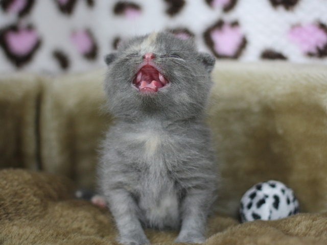 スコティッシュフォールドの子猫画像