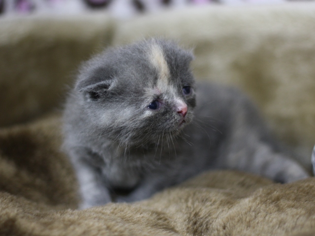 スコティッシュフォールドの子猫画像