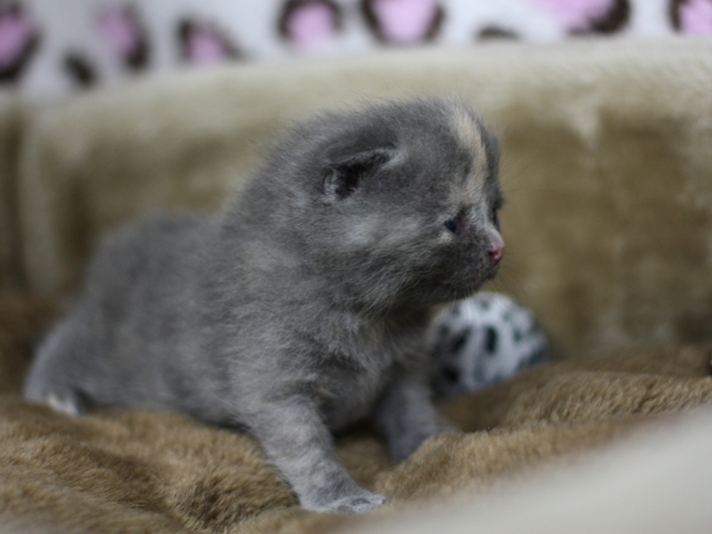 スコティッシュフォールドの子猫画像