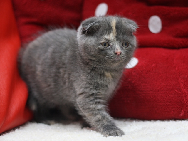 スコティッシュフォールドの子猫画像