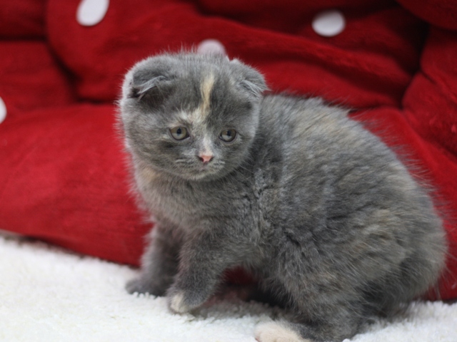 スコティッシュフォールドの子猫画像