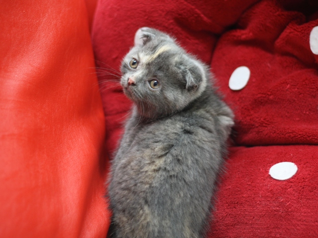 スコティッシュフォールドの子猫画像