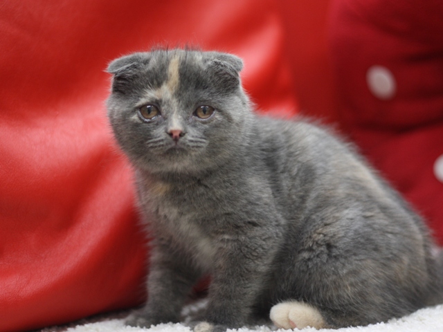 スコティッシュフォールドの子猫画像