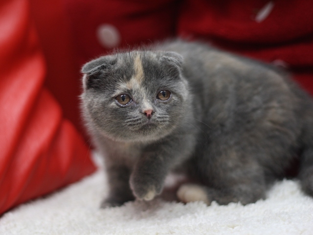 スコティッシュフォールドの子猫画像