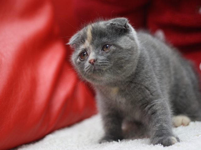 スコティッシュフォールドの子猫画像