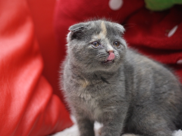 スコティッシュフォールドの子猫画像