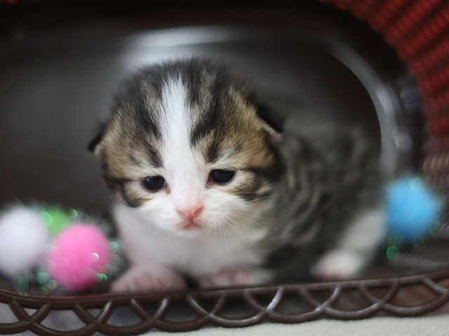 スコティッシュフォールドの子猫画像
