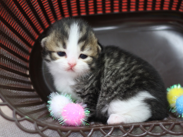 スコティッシュフォールドの子猫画像