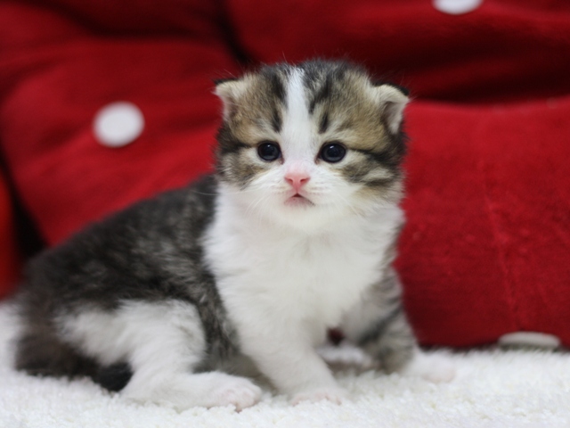 スコティッシュフォールドの子猫画像