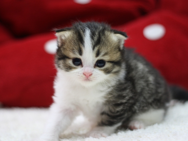 スコティッシュフォールドの子猫画像