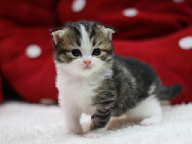 スコティッシュフォールドの子猫画像