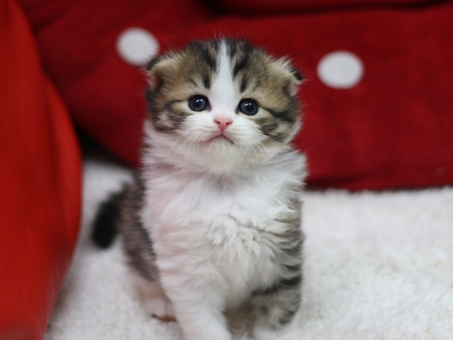 スコティッシュフォールドの子猫画像