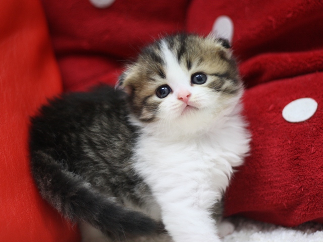 スコティッシュフォールドの子猫画像