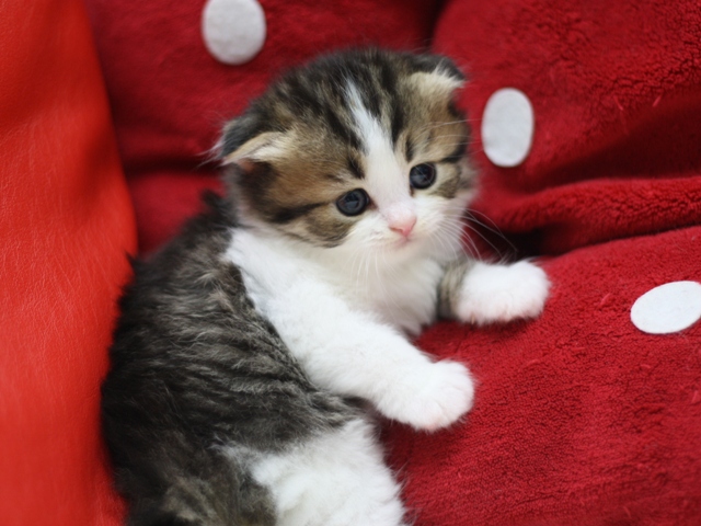スコティッシュフォールドの子猫画像
