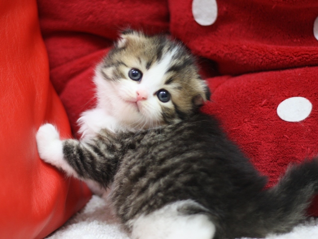 スコティッシュフォールドの子猫画像