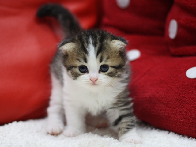 スコティッシュフォールドの子猫画像