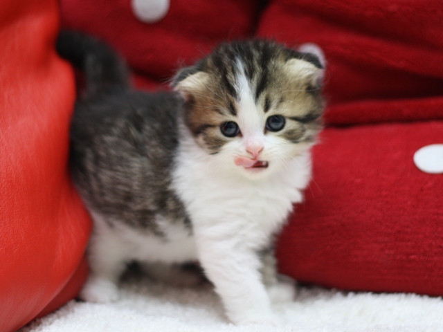 スコティッシュフォールドの子猫画像