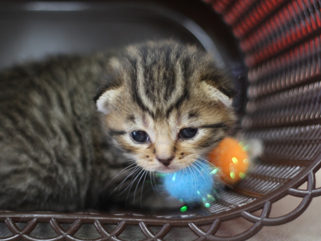 スコティッシュフォールドの子猫画像