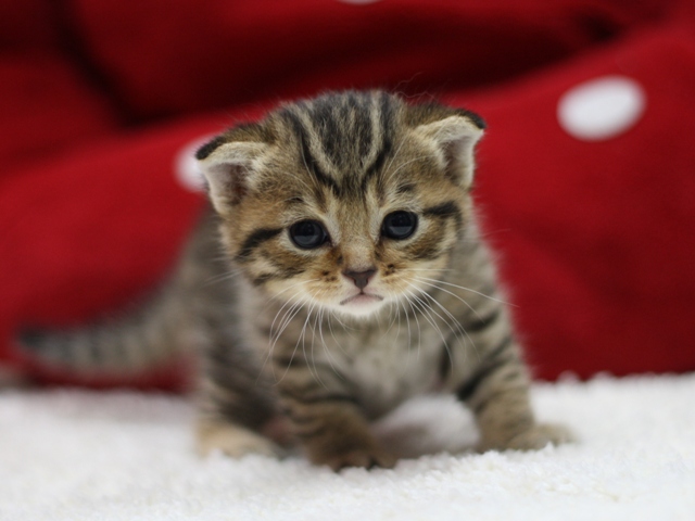 スコティッシュフォールドの子猫画像