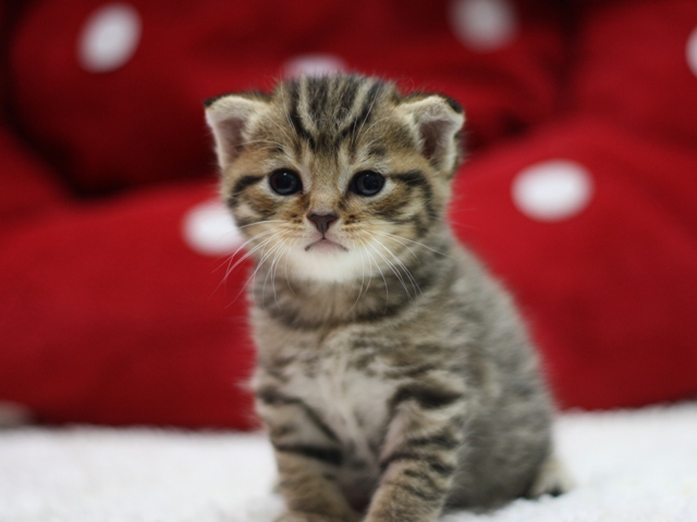 スコティッシュフォールドの子猫画像