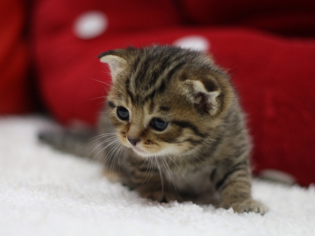 スコティッシュフォールドの子猫画像