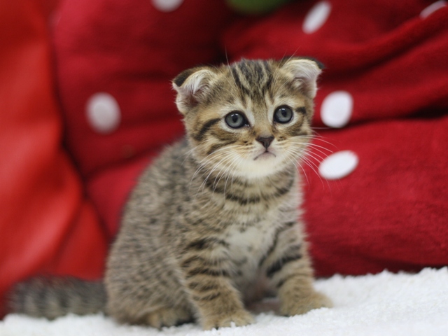 スコティッシュフォールドの子猫画像