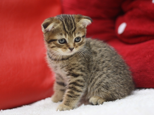 スコティッシュフォールドの子猫画像