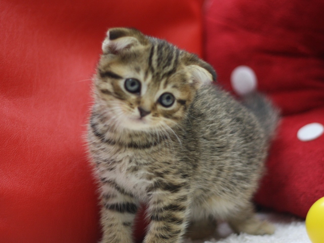スコティッシュフォールドの子猫画像