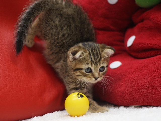 スコティッシュフォールドの子猫画像