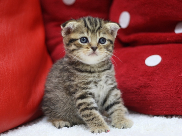 スコティッシュフォールドの子猫画像