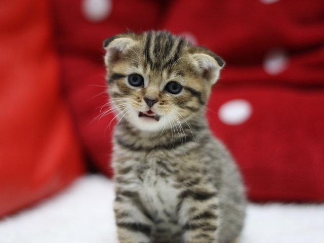 スコティッシュフォールドの子猫画像