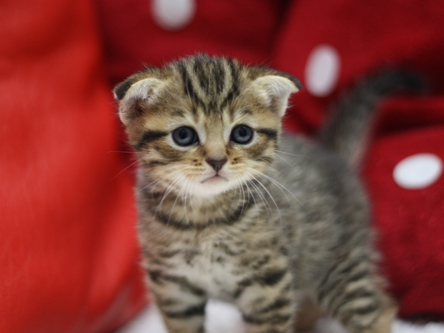 スコティッシュフォールドの子猫画像