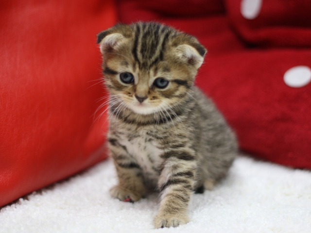 スコティッシュフォールドの子猫画像