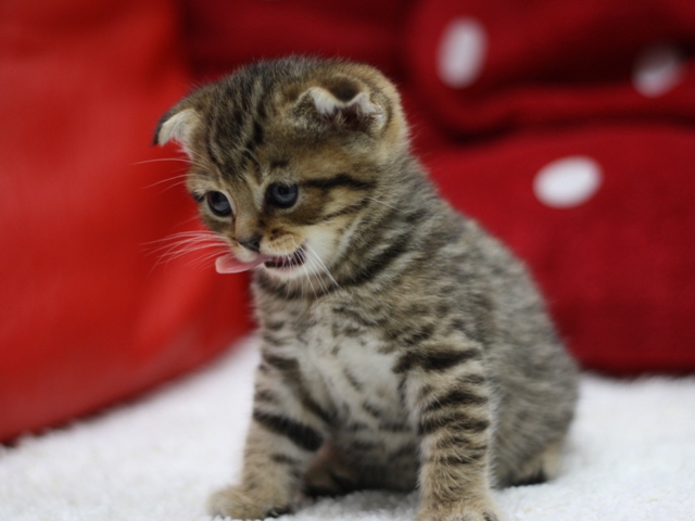 スコティッシュフォールドの子猫画像