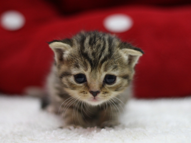 スコティッシュフォールドの子猫画像